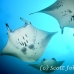 ray_manta_man_nmal_h_0004_mal2478.jpg